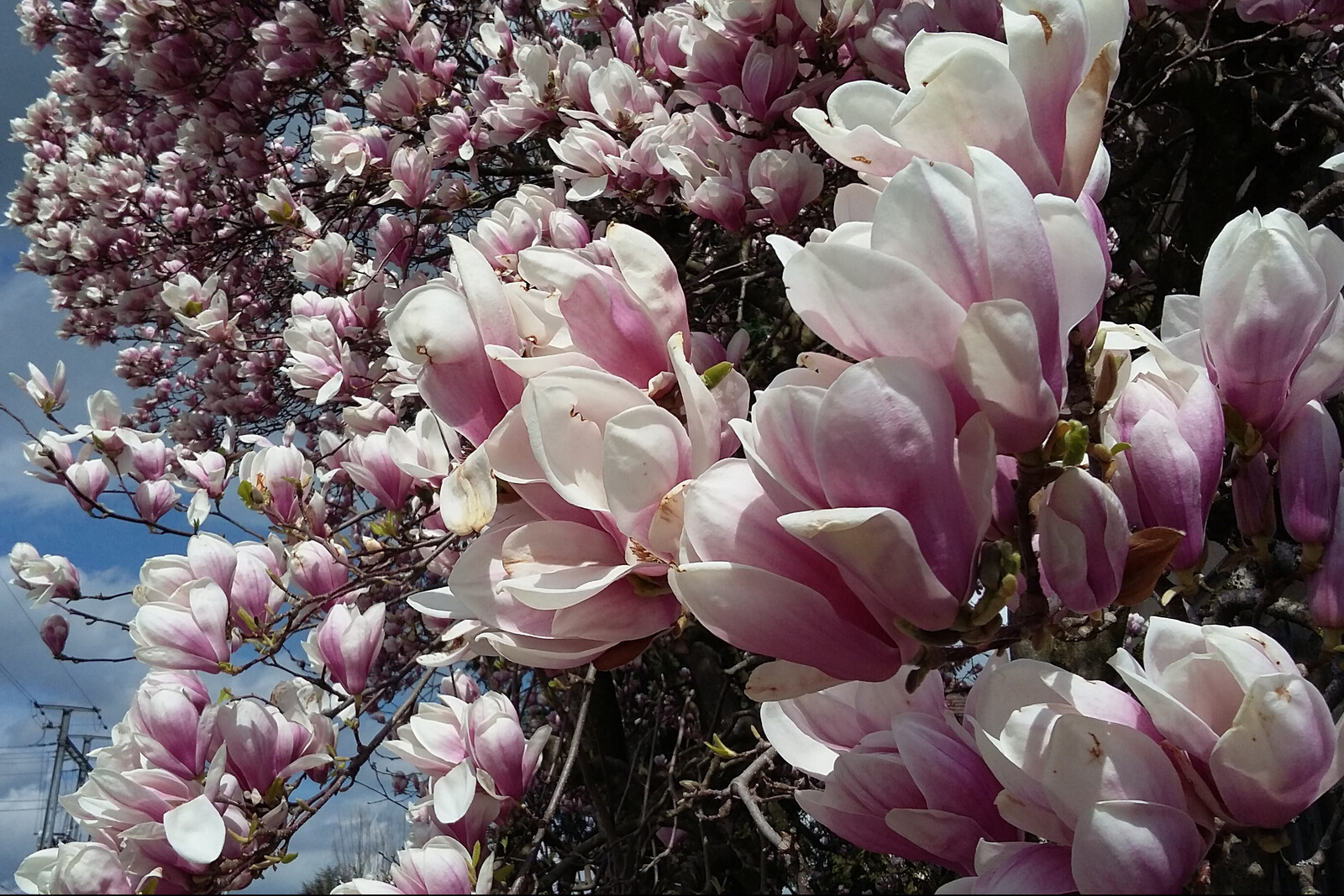 Bahnhofplatz 2_Haus Magnolien